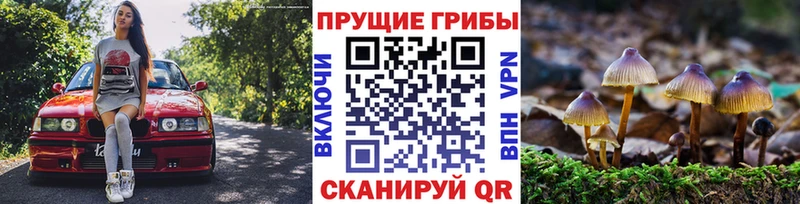 Купить  Бор  Галлюциногенные грибы мицелий 